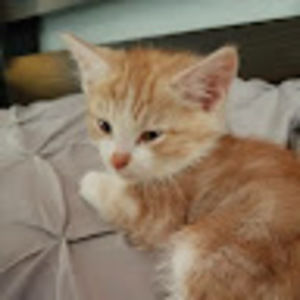 Meet your Posher, Dima